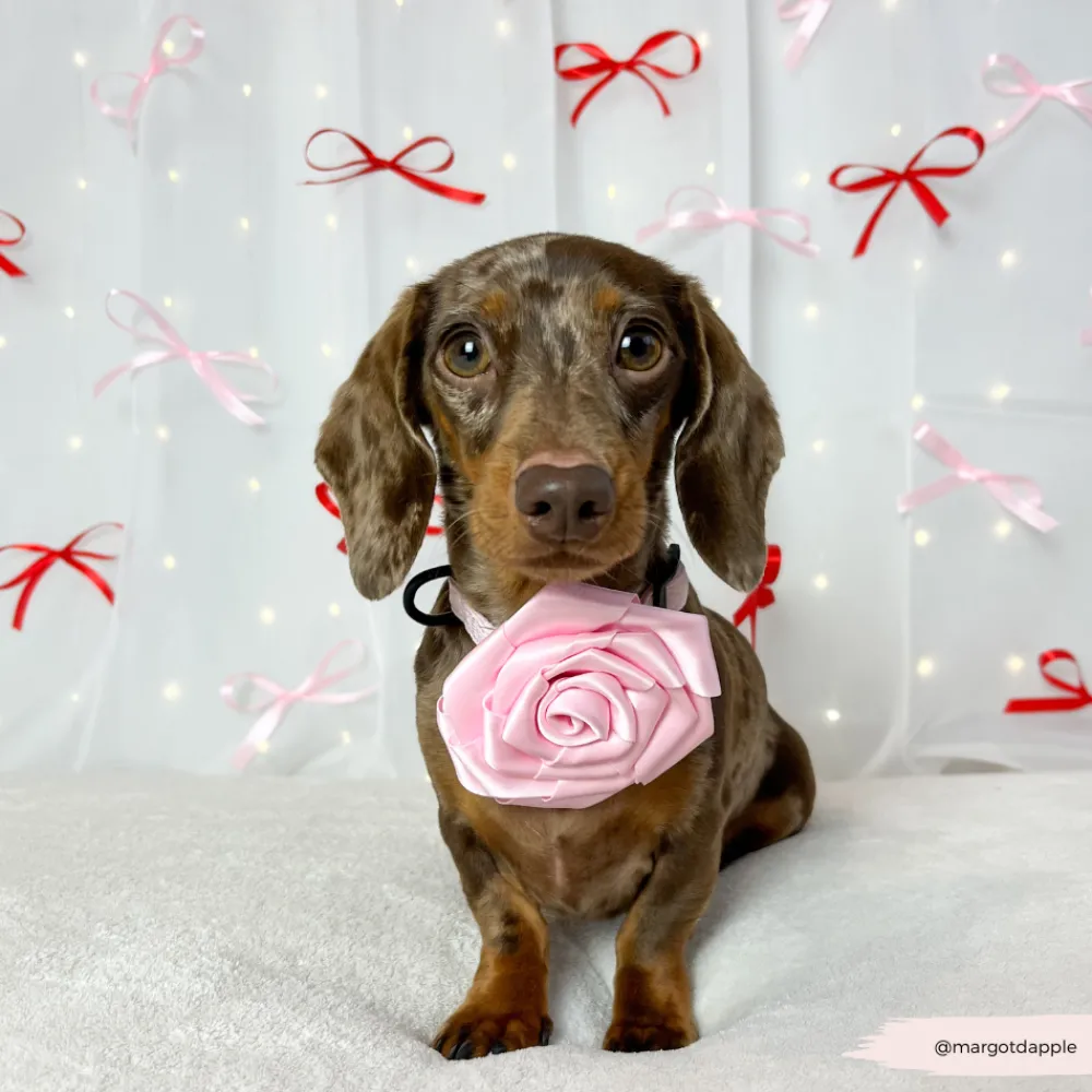 Cocopup Collar Flowers-Pink Rose Collar Flower