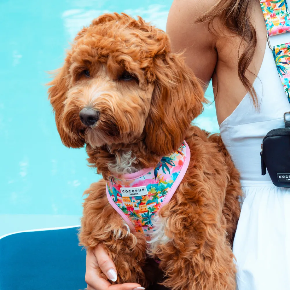 Cocopup Adjustable Harness Bundles-Portofino Pup Adjustable Neck Harness, Lead & Collar Bundle