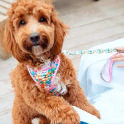 Cocopup Adjustable Harness Bundles-Portofino Pup Adjustable Neck Harness, Lead & Collar Bundle