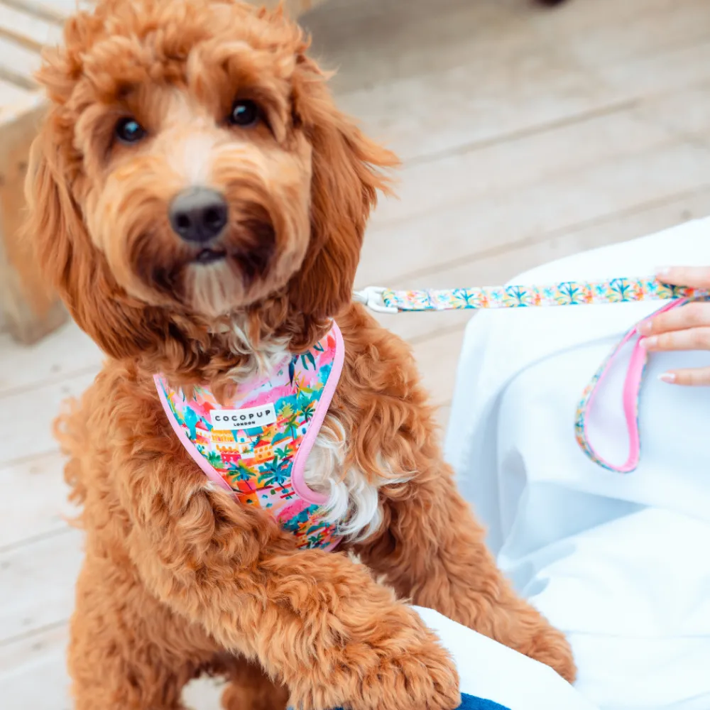 Cocopup Adjustable Harness Bundles-Portofino Pup Adjustable Neck Harness, Lead & Collar Bundle