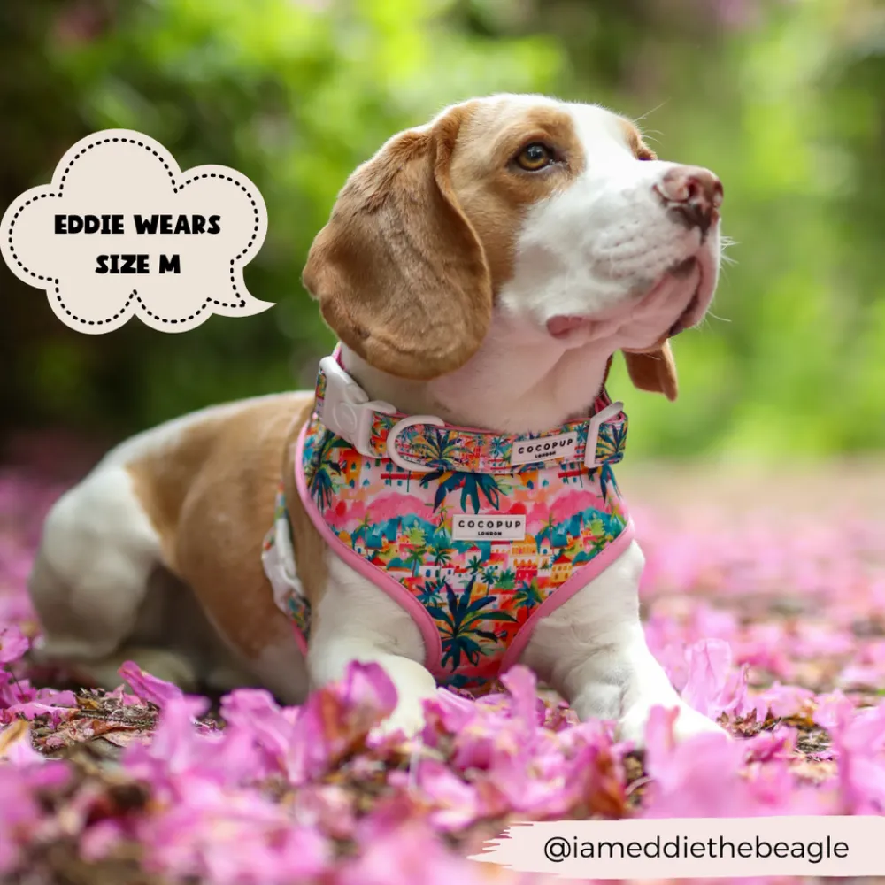 Cocopup Puppy Leads & Collars | Collars-Portofino Pup COLLAR