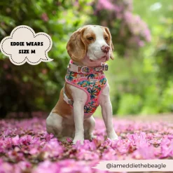 Cocopup Puppy Leads & Collars | Collars-Portofino Pup COLLAR