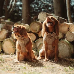 Cocopup Bow Ties | Bow Ties-Pup Plaid Bow Tie