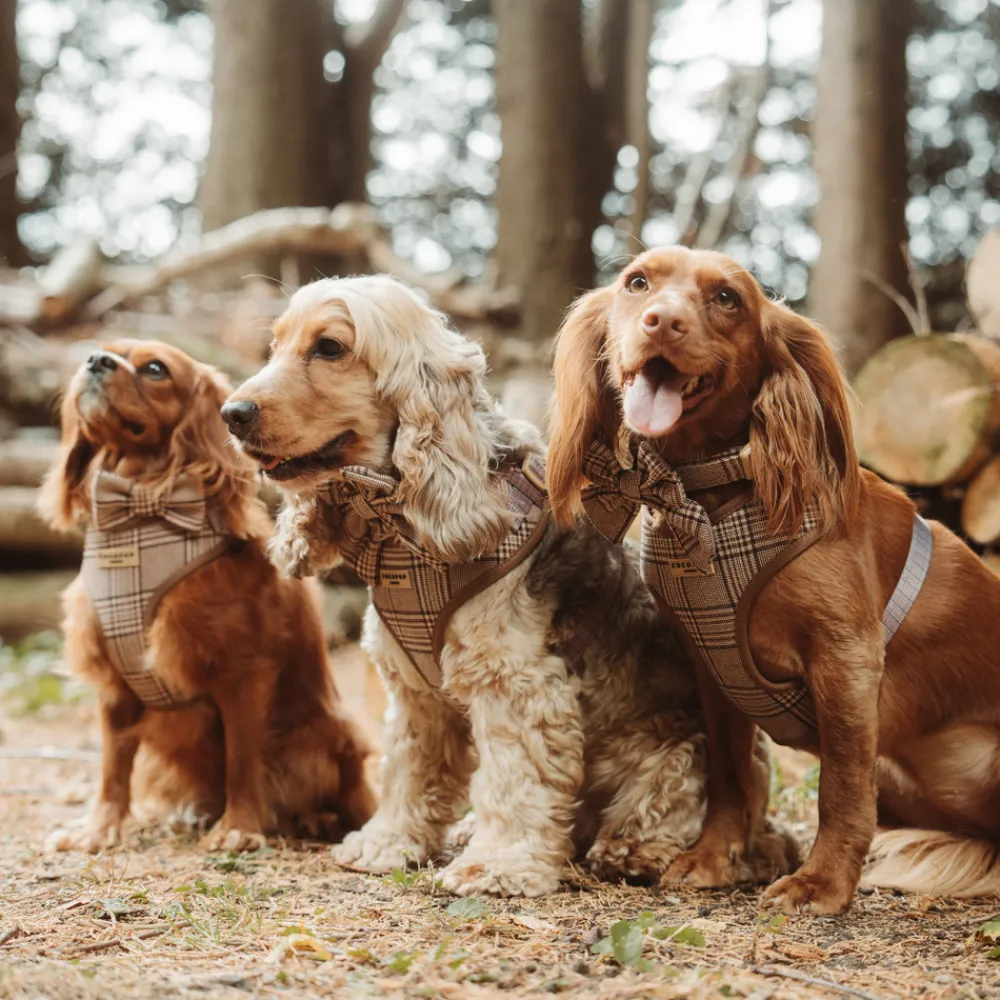 Cocopup Collars | Puppy Leads & Collars-Pup Plaid COLLAR