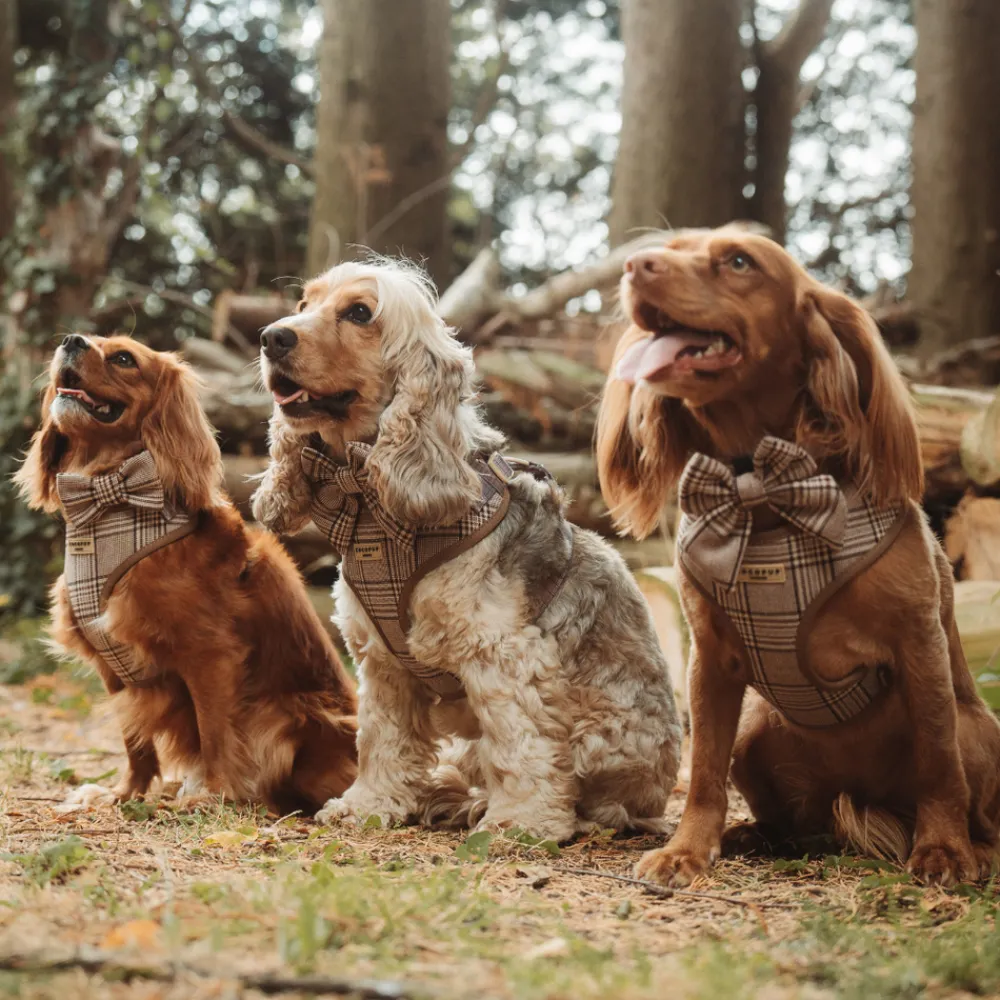 Cocopup Collars | Puppy Leads & Collars-Pup Plaid COLLAR