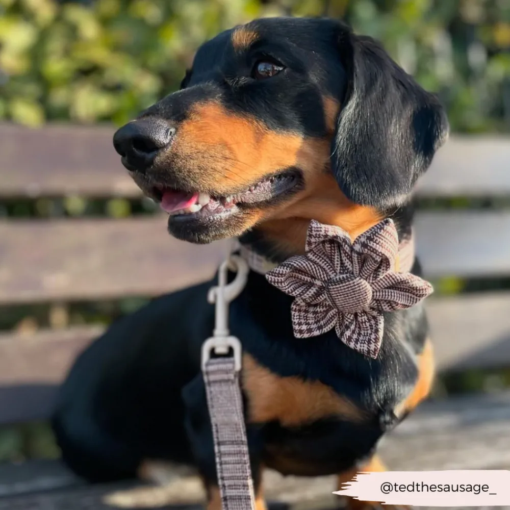 Cocopup Collar Flowers | Collar Flowers-Pup Plaid Collar Flower
