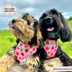 Cocopup Adjustable Harness Bundles-Pupberry Fields Adjustable Neck Harness, Lead & Collar Bundle