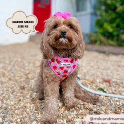 Cocopup Adjustable Neck Harnesses-Pupberry Fields Adjustable Neck HARNESS