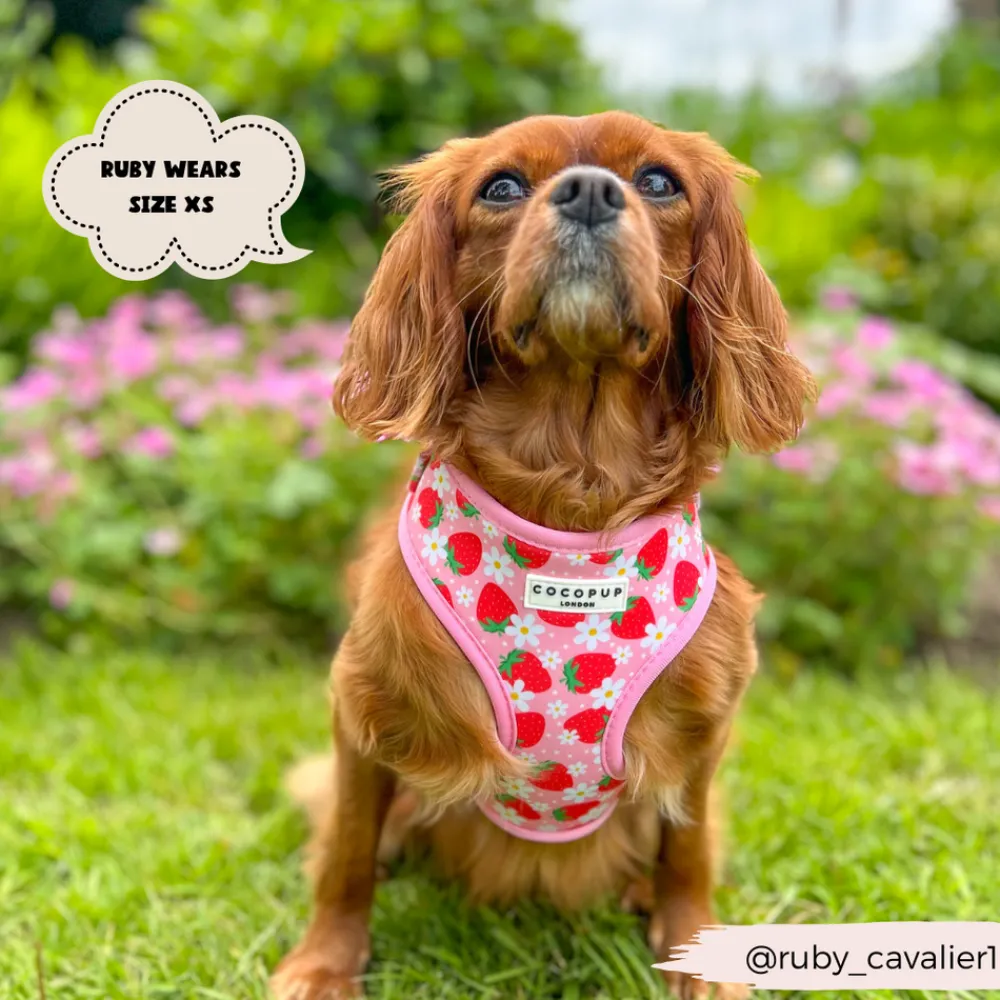 Cocopup Adjustable Harness Bundles-Pupberry Fields Adjustable Neck Harness, Lead & Collar Bundle