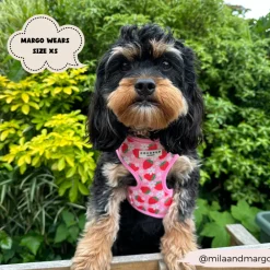 Cocopup Adjustable Neck Harnesses-Pupberry Fields Adjustable Neck HARNESS