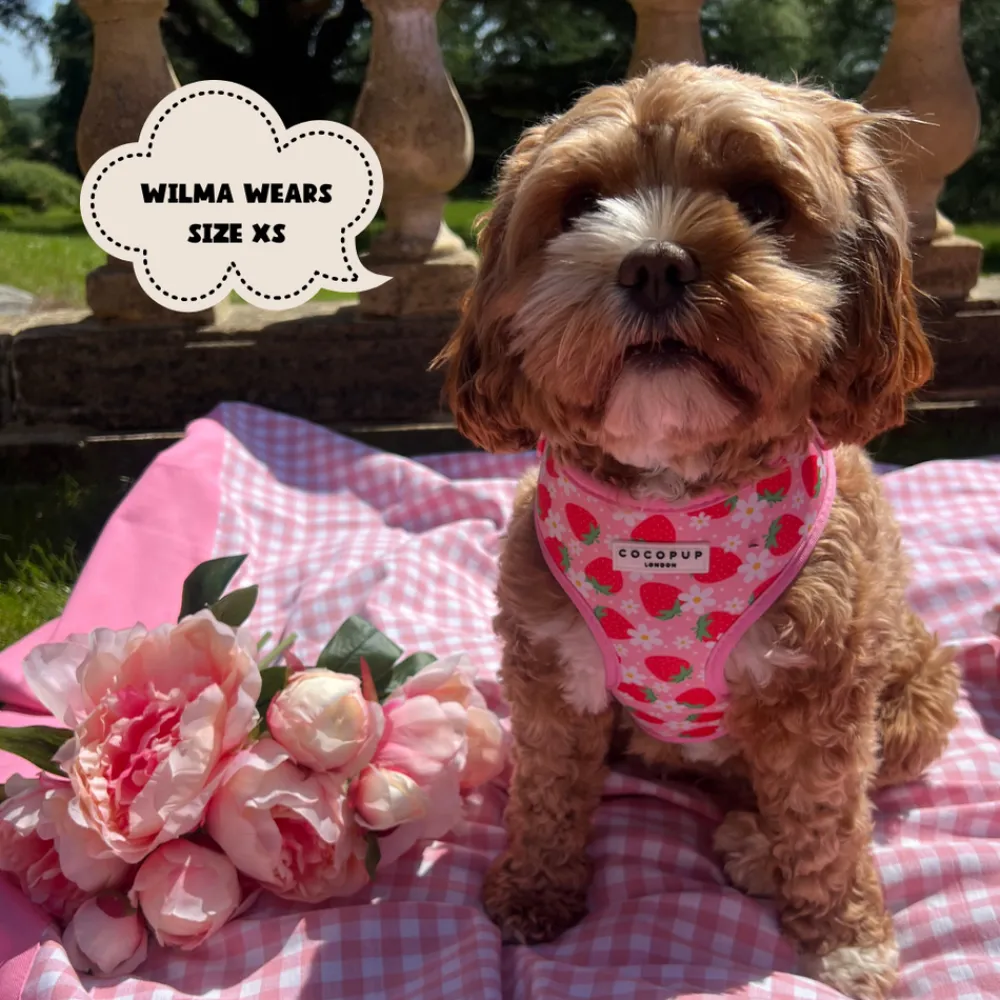 Cocopup Adjustable Harness Bundles-Pupberry Fields Adjustable Neck Harness, Lead & Collar Bundle