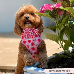 Cocopup Collar Flowers-Pupberry Fields Collar Flower