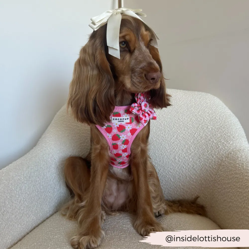 Cocopup Collar Flowers-Pupberry Fields Collar Flower