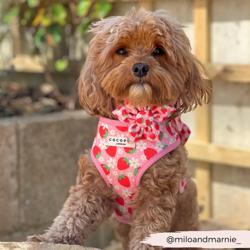 Cocopup Collar Flowers-Pupberry Fields Collar Flower