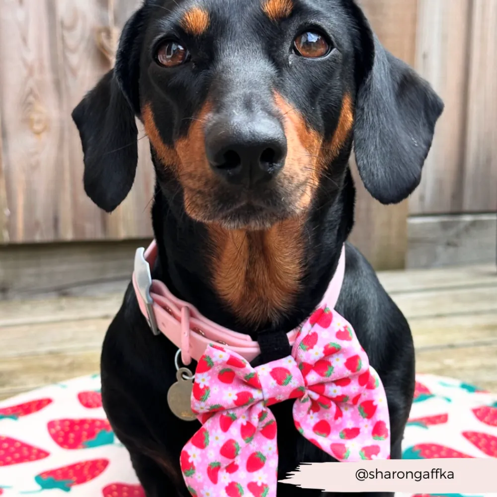 Cocopup Sailor Bow Ties-Pupberry Fields Sailor Bow Tie