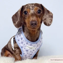Cocopup Adjustable Harness Bundles-Quilted Ditsy Floral Periwinkle Adjustable Neck Harness, Lead & Collar Bundle