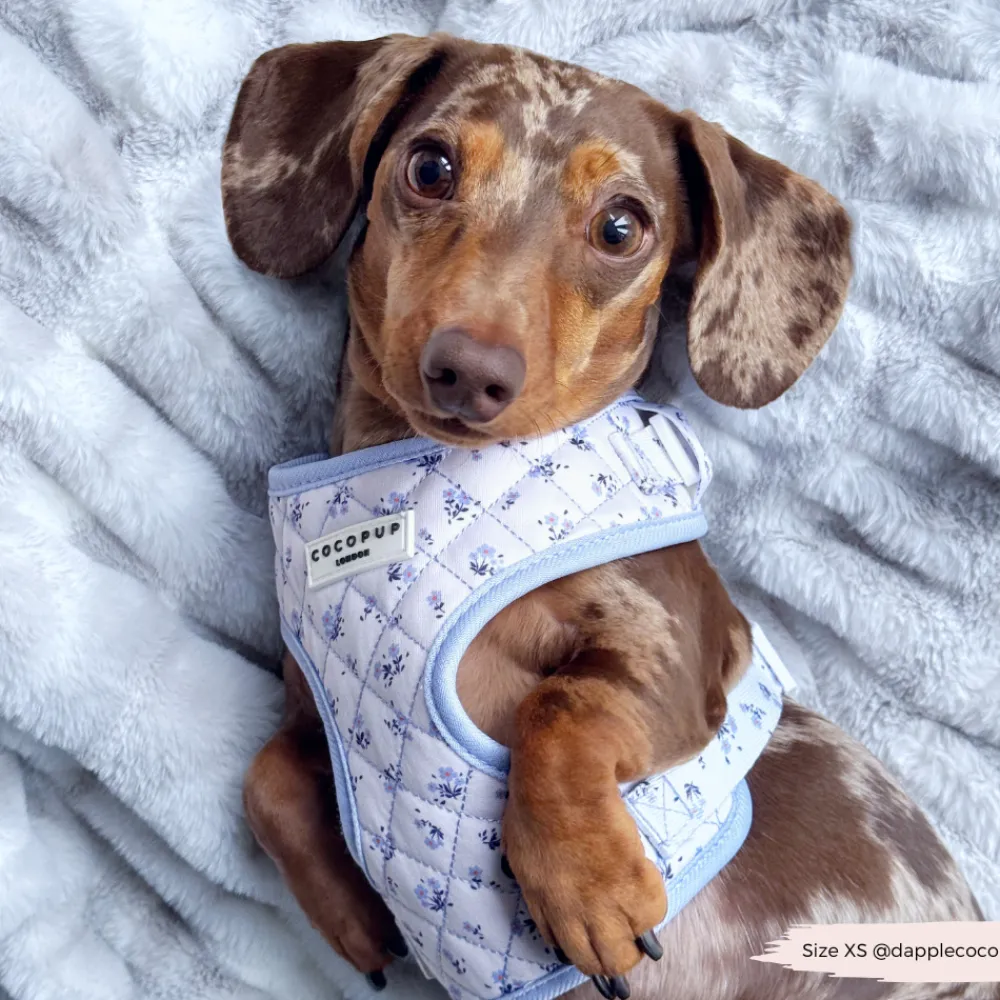 Cocopup Adjustable Harness Bundles-Quilted Ditsy Floral Periwinkle Adjustable Neck Harness, Lead & Collar Bundle