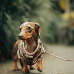 Cocopup Leads-Quilted Leopard Pup Lead