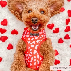 Cocopup Adjustable Harness Bundles-Red & Pink Leopard Adjustable Neck Harness, Lead & Collar Bundle