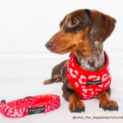 Cocopup Adjustable Harness Bundles-Red & Pink Leopard Adjustable Neck Harness, Lead & Collar Bundle