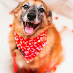 Cocopup Bandanas-Red & Pink Leopard Bandana