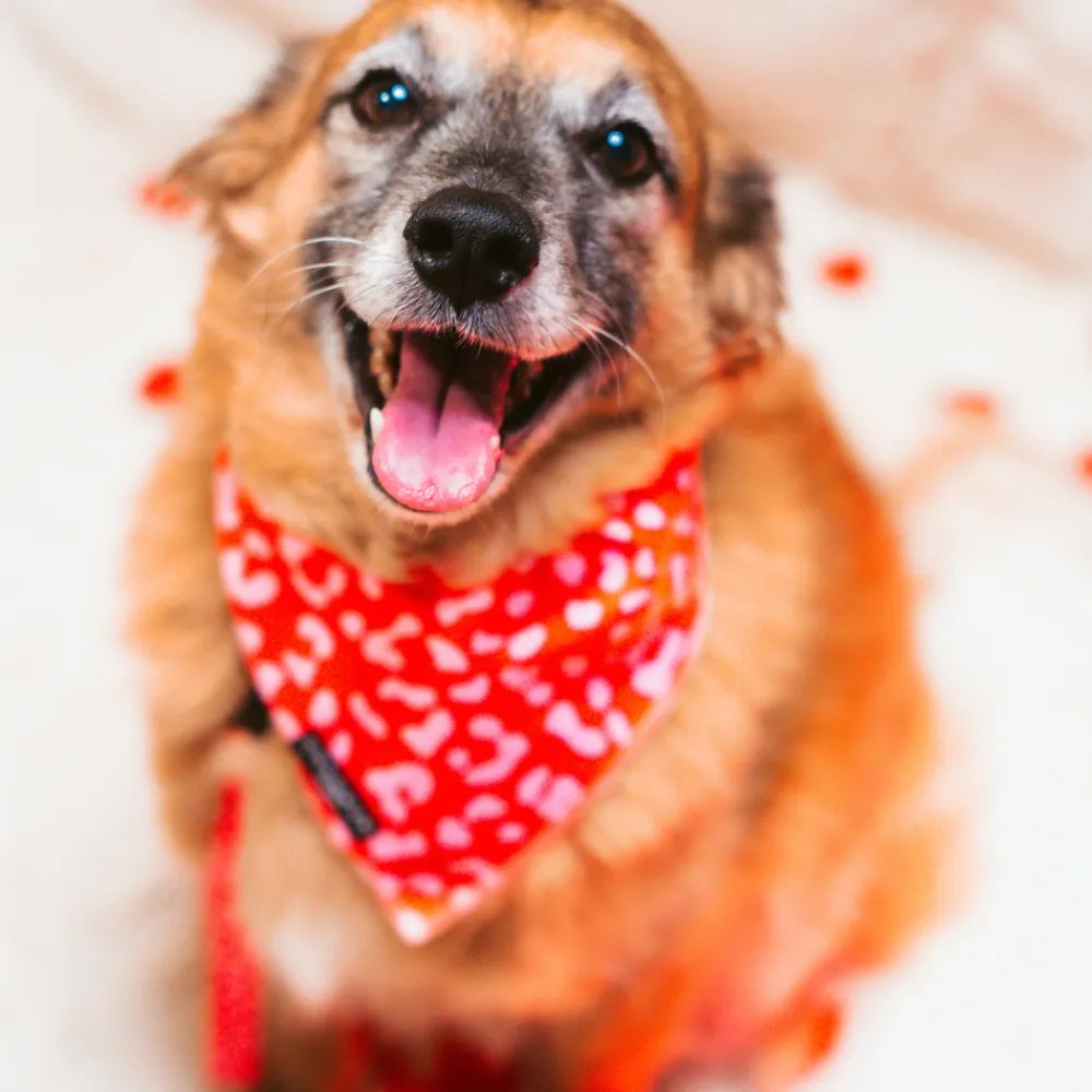 Cocopup Bandanas-Red & Pink Leopard Bandana