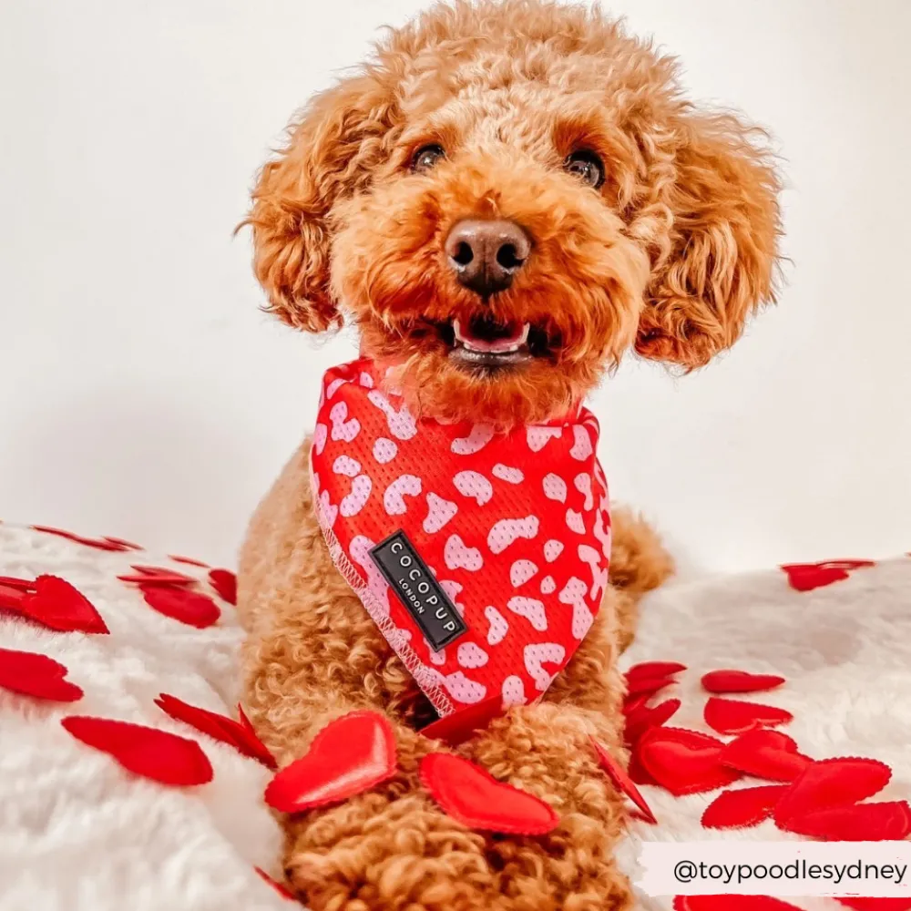Cocopup Bandanas-Red & Pink Leopard Bandana