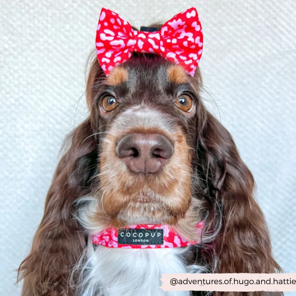 Cocopup Collars-Red & Pink Leopard COLLAR
