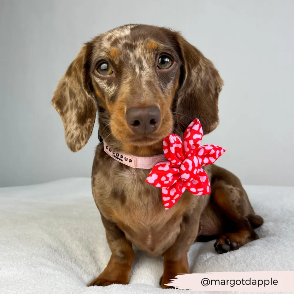 Cocopup Collar Flowers-Red & Pink Leopard Collar Flower