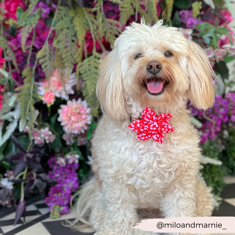 Cocopup Collar Flowers-Red & Pink Leopard Collar Flower