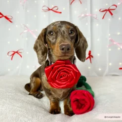 Cocopup Collar Flowers-Red Rose Collar Flower