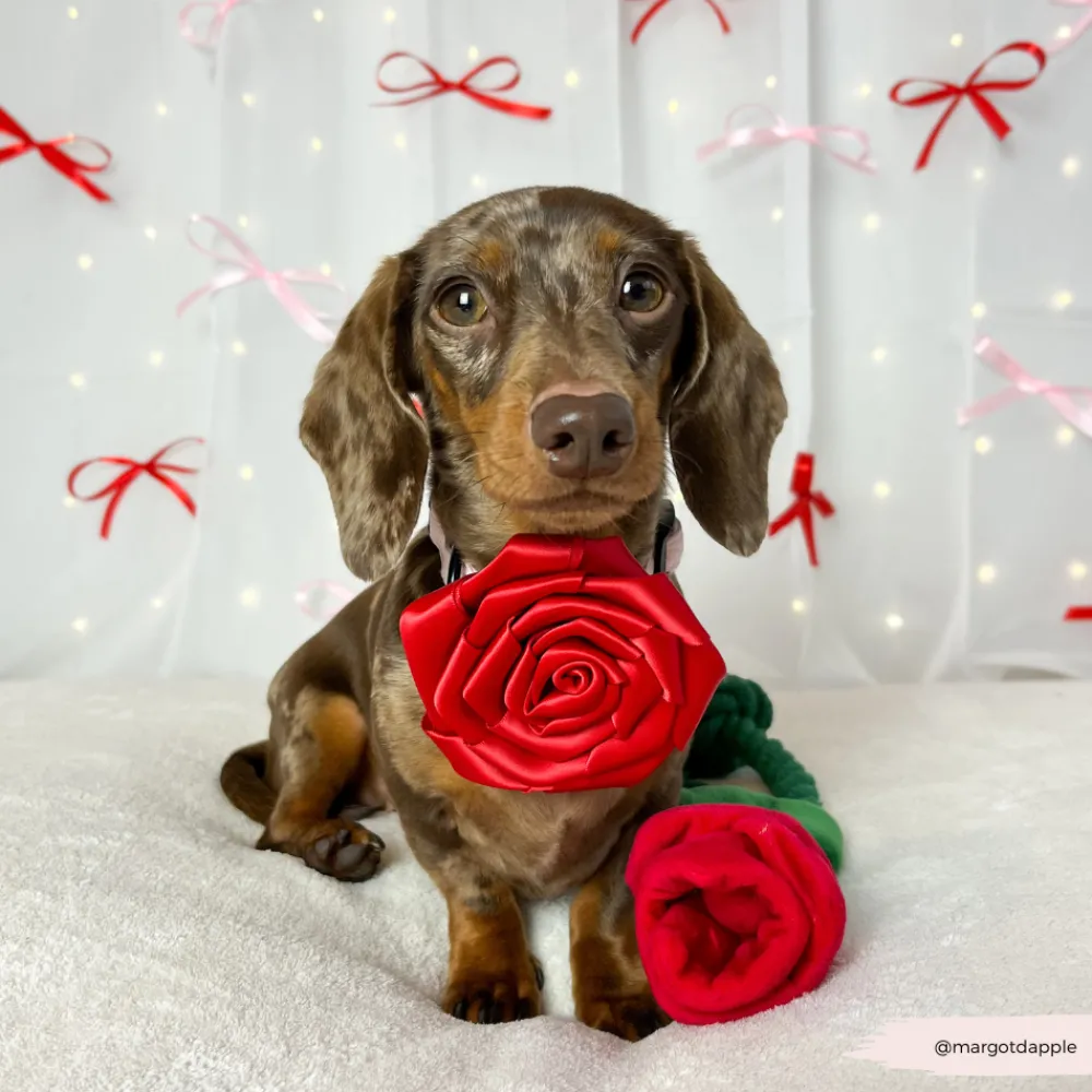 Cocopup Collar Flowers-Red Rose Collar Flower