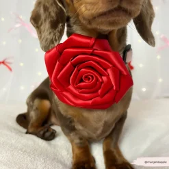 Cocopup Collar Flowers-Red Rose Collar Flower
