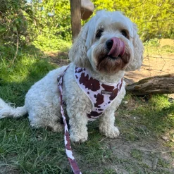 Cocopup Adjustable Harness Bundles-Rodeo Pup Adjustable Neck Harness, Lead & Collar Bundle