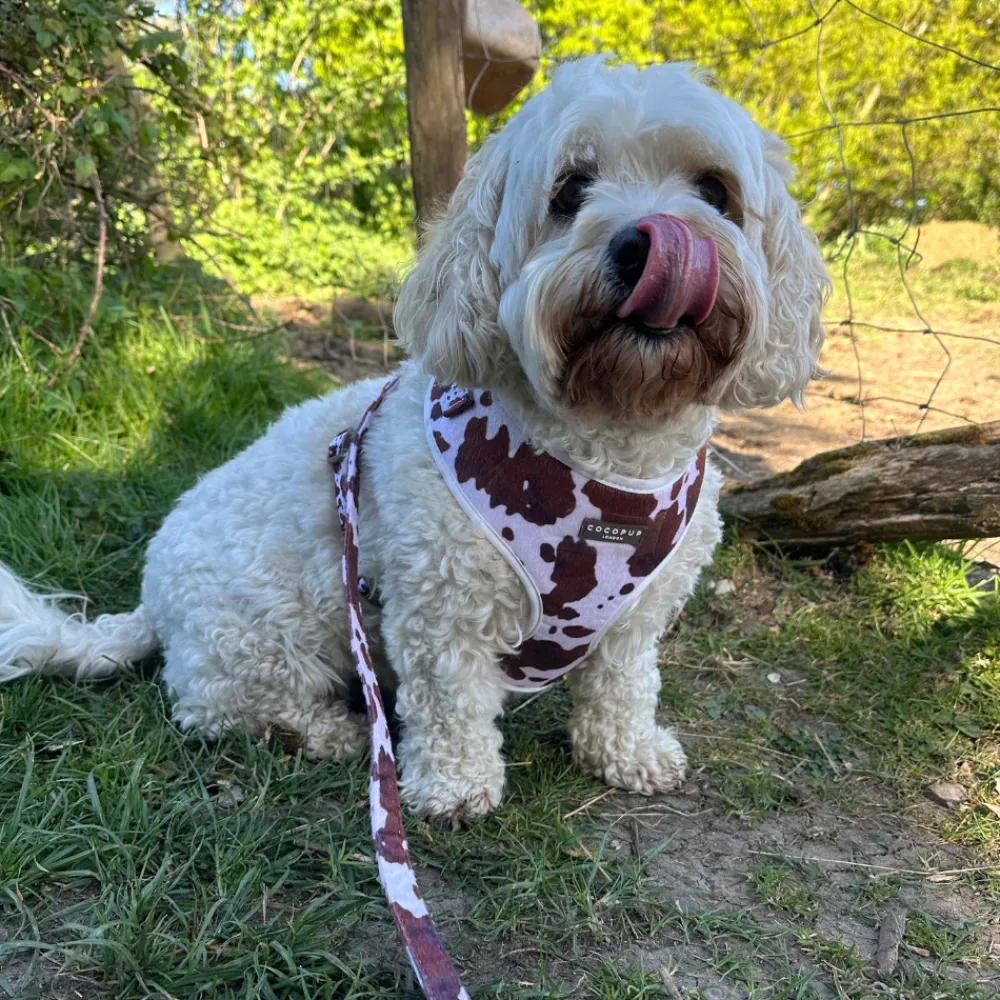 Cocopup Adjustable Harness Bundles-Rodeo Pup Adjustable Neck Harness, Lead & Collar Bundle