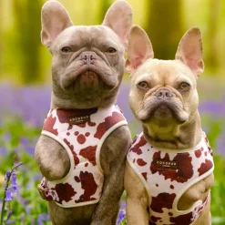 Cocopup Adjustable Neck Harnesses-Rodeo Pup Adjustable Neck HARNESS