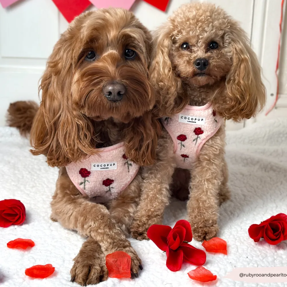 Cocopup Adjustable Neck Harnesses-Roses Embroidered Teddy Adjustable Neck HARNESS