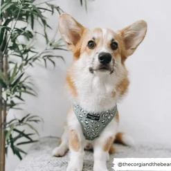 Cocopup Adjustable Harness Bundles-Sage Leopard Adjustable Neck Harness, Lead & Collar Bundle