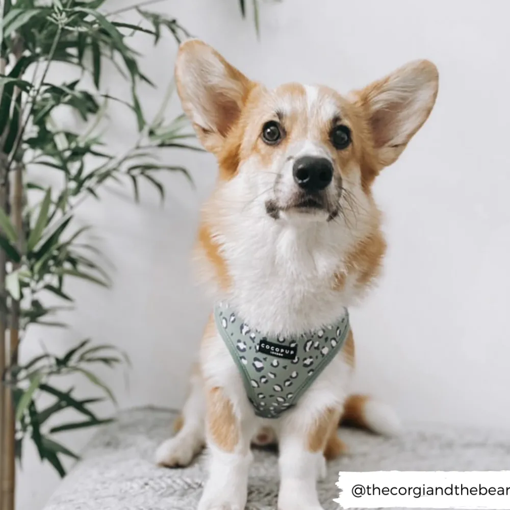 Cocopup Adjustable Harness Bundles-Sage Leopard Adjustable Neck Harness, Lead & Collar Bundle