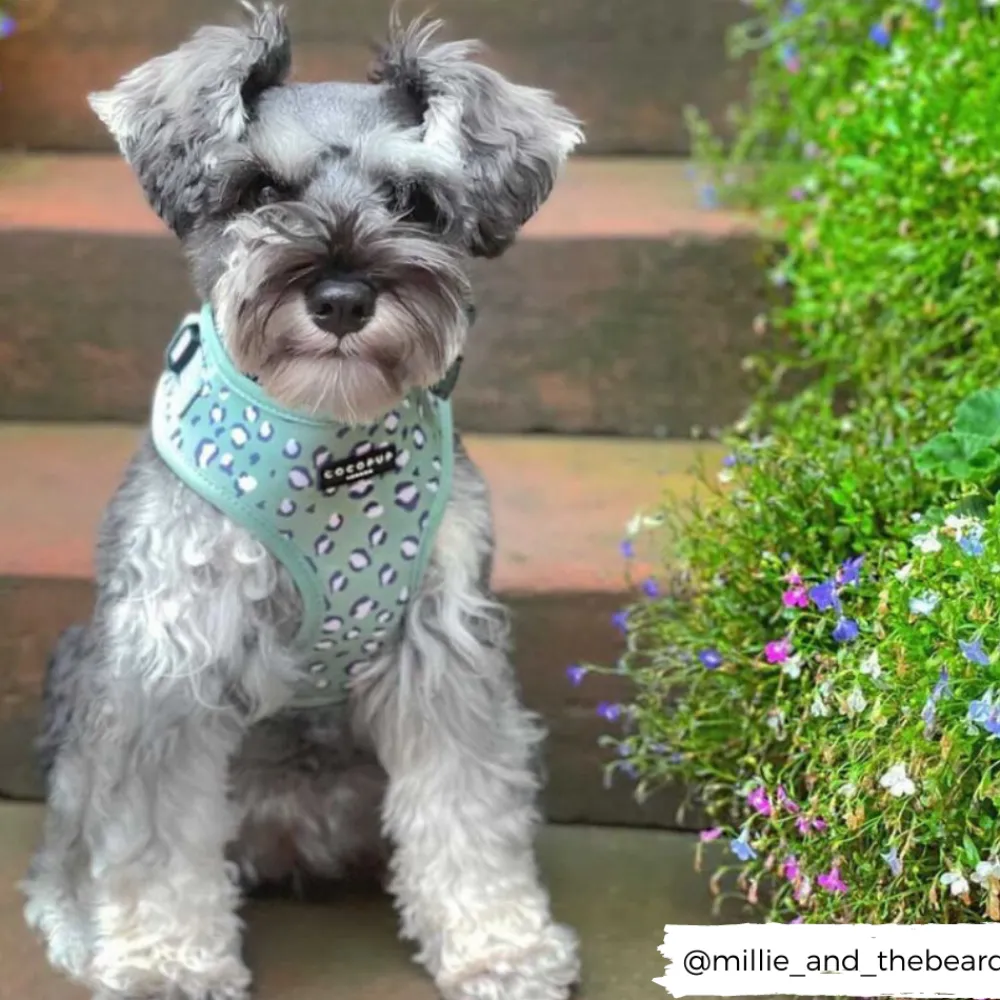Cocopup Adjustable Harness Bundles-Sage Leopard Adjustable Neck Harness, Lead & Collar Bundle
