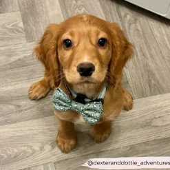 Cocopup Bow Ties-Sage Leopard Bow Tie