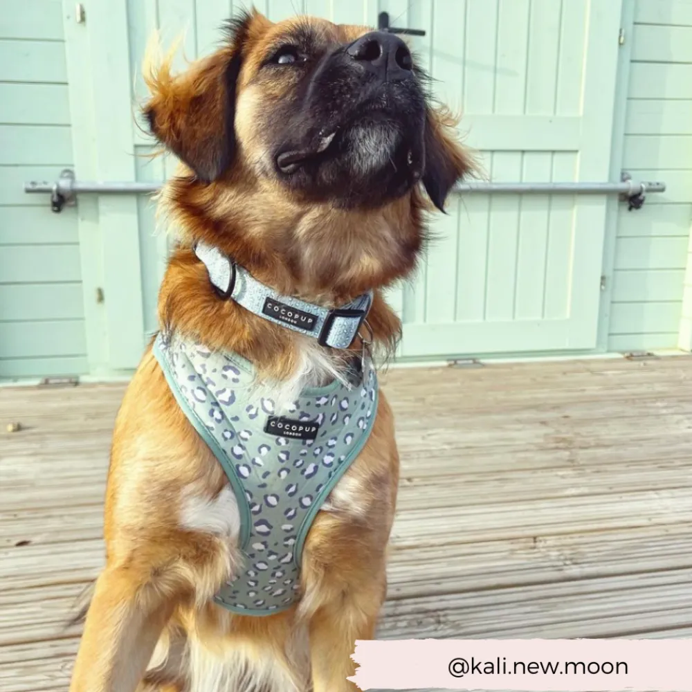 Cocopup Collars | Puppy Leads & Collars-Sage Leopard COLLAR
