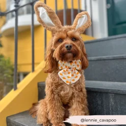 Cocopup Sailor Bow Ties-Sailor Bow Tie - Easter Carrot