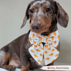 Cocopup Sailor Bow Ties-Sailor Bow Tie - Easter Carrot