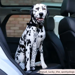Cocopup Seatbelt Restraints-Seat Belt Restraint - Monochrome Spots