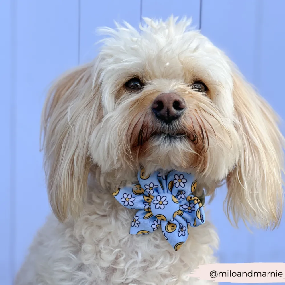 Cocopup Collar Flowers-Smiley Pawty Tent Collar Flower