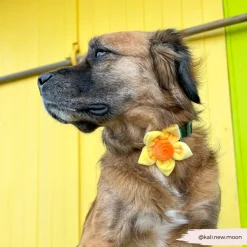 Cocopup Collar Flowers-Spring Daffodil Collar Flower