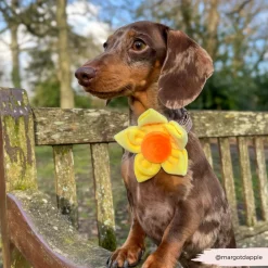 Cocopup Collar Flowers-Spring Daffodil Collar Flower