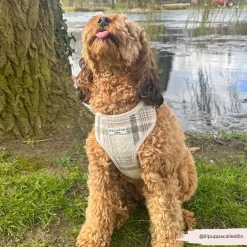 Cocopup Adjustable Harness Bundles-Spring Plaid Adjustable Neck Harness, Lead & Collar Bundle
