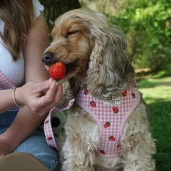 Cocopup Adjustable Neck Harnesses-Strawberry Picnic Pup Adjustable Neck HARNESS